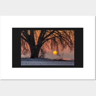 Cottonwood Sunrise Embrace Posters and Art